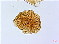 亞德氏蹄蓋蕨、假冷蕨藏品圖，第3張