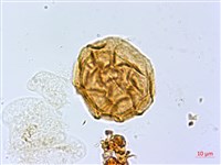 亞德氏蹄蓋蕨、假冷蕨藏品圖，第4張