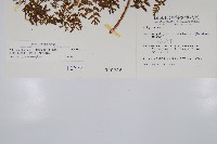 亞德氏蹄蓋蕨、假冷蕨藏品圖，第5張