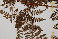 亞德氏蹄蓋蕨、假冷蕨藏品圖，第7張