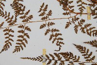 亞德氏蹄蓋蕨、假冷蕨藏品圖，第8張