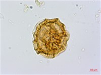 亞德氏蹄蓋蕨、假冷蕨藏品圖，第2張