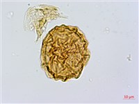 亞德氏蹄蓋蕨、假冷蕨藏品圖，第3張