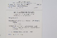 亞德氏蹄蓋蕨、假冷蕨藏品圖，第2張