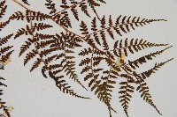 亞德氏蹄蓋蕨、假冷蕨藏品圖，第3張
