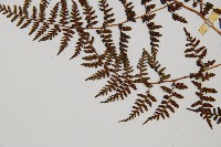 亞德氏蹄蓋蕨、假冷蕨藏品圖，第4張