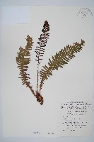 韓氏羅曼蕨藏品圖，第1張