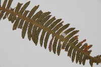 韓氏羅曼蕨藏品圖，第3張