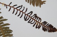 韓氏羅曼蕨藏品圖，第4張