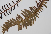 韓氏羅曼蕨藏品圖，第5張