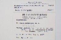 雉尾烏毛蕨藏品圖，第2張