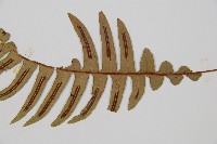 雉尾烏毛蕨藏品圖，第3張