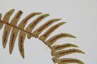 雉尾烏毛蕨藏品圖，第5張
