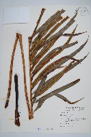 烏毛蕨藏品圖，第1張