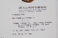 烏毛蕨藏品圖，第2張