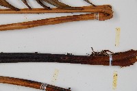 烏毛蕨藏品圖，第3張