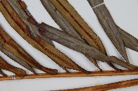 烏毛蕨藏品圖，第4張