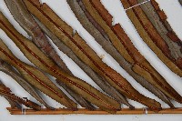 烏毛蕨藏品圖，第5張