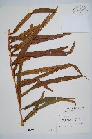 烏毛蕨藏品圖，第1張