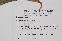 烏毛蕨藏品圖，第2張