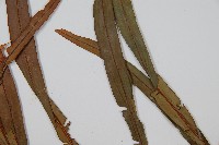 烏毛蕨藏品圖，第3張