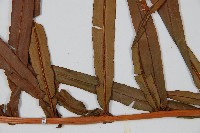 烏毛蕨藏品圖，第4張