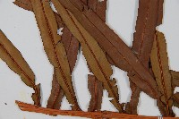 烏毛蕨藏品圖，第5張