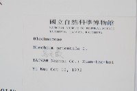 烏毛蕨藏品圖，第2張