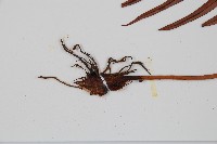 烏毛蕨藏品圖，第3張