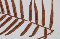 烏毛蕨藏品圖，第4張