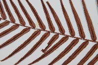 烏毛蕨藏品圖，第5張