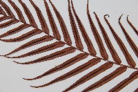 烏毛蕨藏品圖，第6張