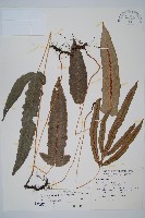 崇澍蕨藏品圖，第1張