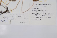 崇澍蕨藏品圖，第2張