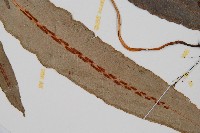 崇澍蕨藏品圖，第3張