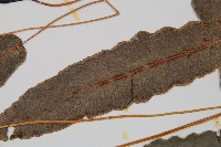 崇澍蕨藏品圖，第5張