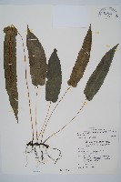 崇澍蕨藏品圖，第1張