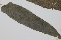 崇澍蕨藏品圖，第3張