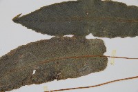 崇澍蕨藏品圖，第4張