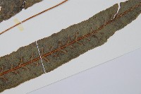 崇澍蕨藏品圖，第5張