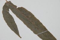 崇澍蕨藏品圖，第3張