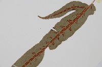 崇澍蕨藏品圖，第4張