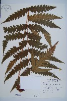 日本狗脊蕨藏品圖，第1張