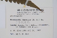 日本狗脊蕨藏品圖，第2張