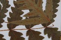 日本狗脊蕨藏品圖，第3張