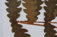 日本狗脊蕨藏品圖，第4張