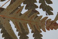 日本狗脊蕨藏品圖，第5張