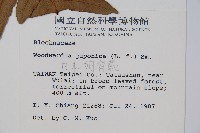 日本狗脊蕨藏品圖，第2張