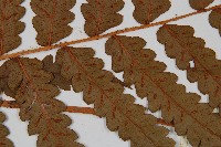 日本狗脊蕨藏品圖，第4張