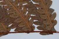 日本狗脊蕨藏品圖，第3張